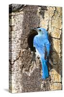 USA, Wyoming, Male Mountain Bluebird at Cavity Nest in Aspen Tree-Elizabeth Boehm-Stretched Canvas