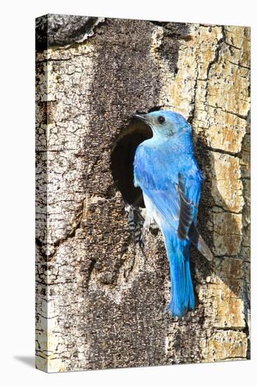 USA, Wyoming, Male Mountain Bluebird at Cavity Nest in Aspen Tree-Elizabeth Boehm-Stretched Canvas