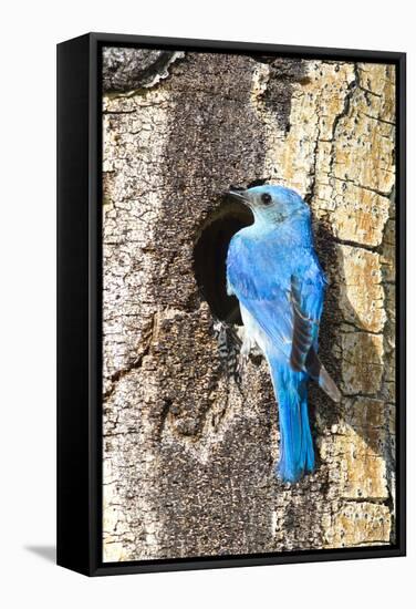 USA, Wyoming, Male Mountain Bluebird at Cavity Nest in Aspen Tree-Elizabeth Boehm-Framed Stretched Canvas