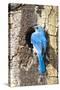 USA, Wyoming, Male Mountain Bluebird at Cavity Nest in Aspen Tree-Elizabeth Boehm-Stretched Canvas