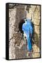 USA, Wyoming, Male Mountain Bluebird at Cavity Nest in Aspen Tree-Elizabeth Boehm-Framed Stretched Canvas