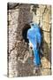 USA, Wyoming, Male Mountain Bluebird at Cavity Nest in Aspen Tree-Elizabeth Boehm-Stretched Canvas