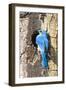 USA, Wyoming, Male Mountain Bluebird at Cavity Nest in Aspen Tree-Elizabeth Boehm-Framed Photographic Print