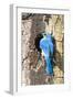 USA, Wyoming, Male Mountain Bluebird at Cavity Nest in Aspen Tree-Elizabeth Boehm-Framed Photographic Print
