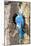 USA, Wyoming, Male Mountain Bluebird at Cavity Nest in Aspen Tree-Elizabeth Boehm-Mounted Photographic Print