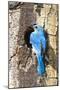USA, Wyoming, Male Mountain Bluebird at Cavity Nest in Aspen Tree-Elizabeth Boehm-Mounted Photographic Print