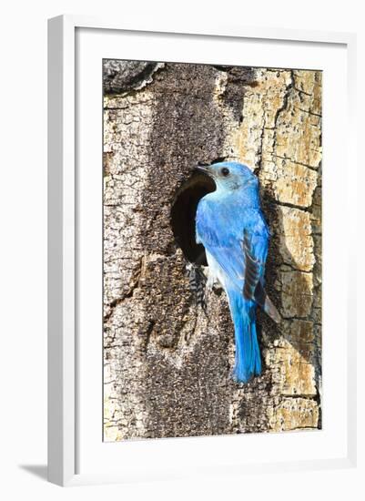 USA, Wyoming, Male Mountain Bluebird at Cavity Nest in Aspen Tree-Elizabeth Boehm-Framed Photographic Print