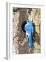 USA, Wyoming, Male Mountain Bluebird at Cavity Nest in Aspen Tree-Elizabeth Boehm-Framed Photographic Print