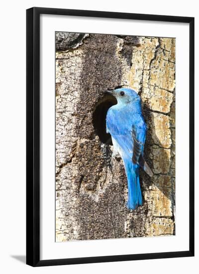 USA, Wyoming, Male Mountain Bluebird at Cavity Nest in Aspen Tree-Elizabeth Boehm-Framed Photographic Print