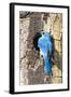USA, Wyoming, Male Mountain Bluebird at Cavity Nest in Aspen Tree-Elizabeth Boehm-Framed Photographic Print