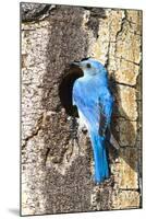 USA, Wyoming, Male Mountain Bluebird at Cavity Nest in Aspen Tree-Elizabeth Boehm-Mounted Photographic Print