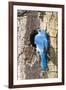 USA, Wyoming, Male Mountain Bluebird at Cavity Nest in Aspen Tree-Elizabeth Boehm-Framed Photographic Print