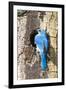 USA, Wyoming, Male Mountain Bluebird at Cavity Nest in Aspen Tree-Elizabeth Boehm-Framed Photographic Print