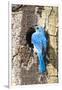 USA, Wyoming, Male Mountain Bluebird at Cavity Nest in Aspen Tree-Elizabeth Boehm-Framed Premium Photographic Print