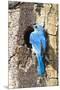 USA, Wyoming, Male Mountain Bluebird at Cavity Nest in Aspen Tree-Elizabeth Boehm-Mounted Premium Photographic Print