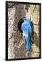 USA, Wyoming, Male Mountain Bluebird at Cavity Nest in Aspen Tree-Elizabeth Boehm-Framed Premium Photographic Print