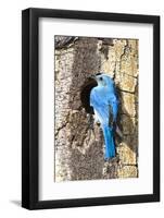 USA, Wyoming, Male Mountain Bluebird at Cavity Nest in Aspen Tree-Elizabeth Boehm-Framed Photographic Print