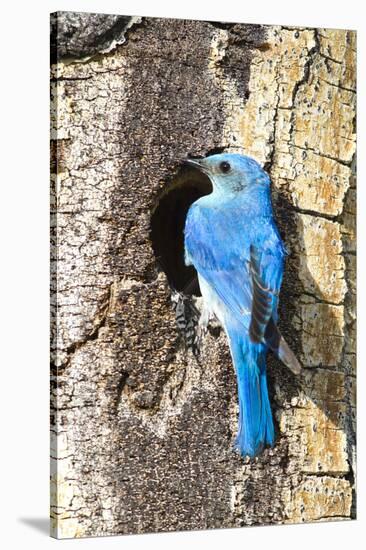 USA, Wyoming, Male Mountain Bluebird at Cavity Nest in Aspen Tree-Elizabeth Boehm-Stretched Canvas