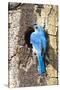 USA, Wyoming, Male Mountain Bluebird at Cavity Nest in Aspen Tree-Elizabeth Boehm-Stretched Canvas