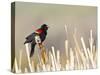 USA, Wyoming, Male Red Winged Blackbird Singing on Cattail Stalk-Elizabeth Boehm-Stretched Canvas