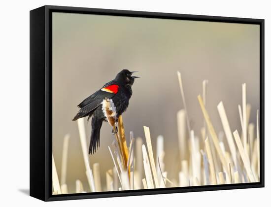 USA, Wyoming, Male Red Winged Blackbird Singing on Cattail Stalk-Elizabeth Boehm-Framed Stretched Canvas