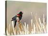 USA, Wyoming, Male Red Winged Blackbird Singing on Cattail Stalk-Elizabeth Boehm-Stretched Canvas