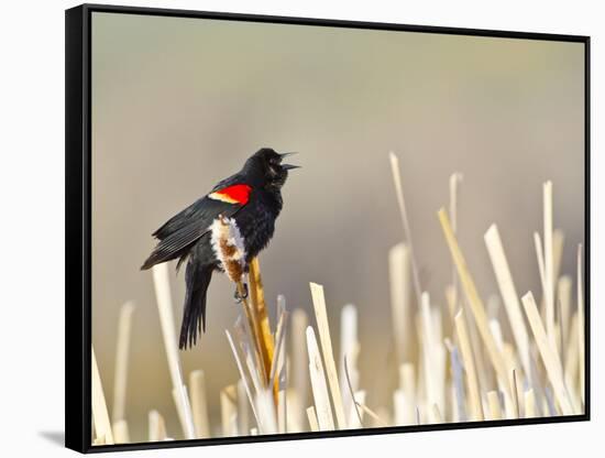USA, Wyoming, Male Red Winged Blackbird Singing on Cattail Stalk-Elizabeth Boehm-Framed Stretched Canvas