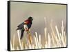USA, Wyoming, Male Red Winged Blackbird Singing on Cattail Stalk-Elizabeth Boehm-Framed Stretched Canvas