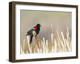 USA, Wyoming, Male Red Winged Blackbird Singing on Cattail Stalk-Elizabeth Boehm-Framed Premium Photographic Print