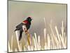 USA, Wyoming, Male Red Winged Blackbird Singing on Cattail Stalk-Elizabeth Boehm-Mounted Premium Photographic Print