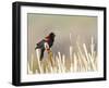 USA, Wyoming, Male Red Winged Blackbird Singing on Cattail Stalk-Elizabeth Boehm-Framed Photographic Print