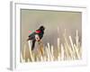 USA, Wyoming, Male Red Winged Blackbird Singing on Cattail Stalk-Elizabeth Boehm-Framed Photographic Print