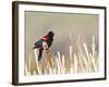 USA, Wyoming, Male Red Winged Blackbird Singing on Cattail Stalk-Elizabeth Boehm-Framed Photographic Print