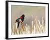 USA, Wyoming, Male Red Winged Blackbird Singing on Cattail Stalk-Elizabeth Boehm-Framed Photographic Print