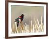 USA, Wyoming, Male Red Winged Blackbird Singing on Cattail Stalk-Elizabeth Boehm-Framed Photographic Print