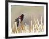 USA, Wyoming, Male Red Winged Blackbird Singing on Cattail Stalk-Elizabeth Boehm-Framed Photographic Print