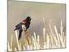 USA, Wyoming, Male Red Winged Blackbird Singing on Cattail Stalk-Elizabeth Boehm-Mounted Photographic Print