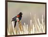 USA, Wyoming, Male Red Winged Blackbird Singing on Cattail Stalk-Elizabeth Boehm-Framed Photographic Print