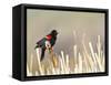 USA, Wyoming, Male Red Winged Blackbird Singing on Cattail Stalk-Elizabeth Boehm-Framed Stretched Canvas