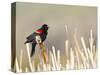 USA, Wyoming, Male Red Winged Blackbird Singing on Cattail Stalk-Elizabeth Boehm-Stretched Canvas