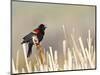 USA, Wyoming, Male Red Winged Blackbird Singing on Cattail Stalk-Elizabeth Boehm-Mounted Photographic Print