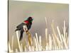 USA, Wyoming, Male Red Winged Blackbird Singing on Cattail Stalk-Elizabeth Boehm-Stretched Canvas