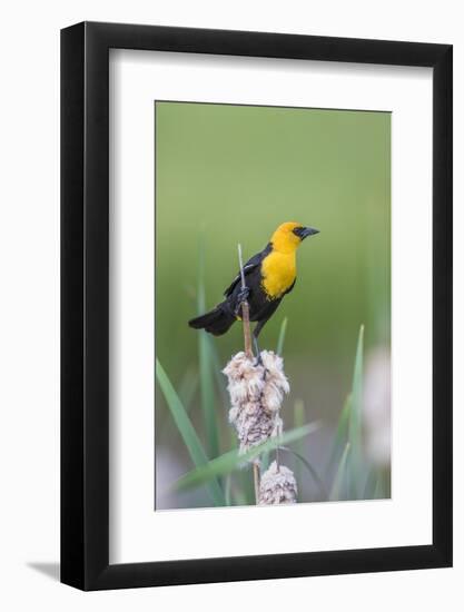 USA, Wyoming, male Yellow-headed Blackbird perches on dried cattails-Elizabeth Boehm-Framed Photographic Print