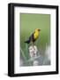 USA, Wyoming, male Yellow-headed Blackbird perches on dried cattails-Elizabeth Boehm-Framed Photographic Print