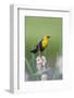 USA, Wyoming, male Yellow-headed Blackbird perches on dried cattails-Elizabeth Boehm-Framed Photographic Print