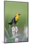 USA, Wyoming, male Yellow-headed Blackbird perches on dried cattails-Elizabeth Boehm-Mounted Photographic Print