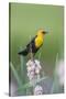 USA, Wyoming, male Yellow-headed Blackbird perches on dried cattails-Elizabeth Boehm-Stretched Canvas