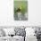 USA, Wyoming, male Yellow-headed Blackbird perches on dried cattails-Elizabeth Boehm-Photographic Print displayed on a wall