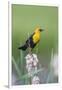 USA, Wyoming, male Yellow-headed Blackbird perches on dried cattails-Elizabeth Boehm-Framed Photographic Print