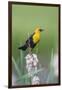 USA, Wyoming, male Yellow-headed Blackbird perches on dried cattails-Elizabeth Boehm-Framed Photographic Print